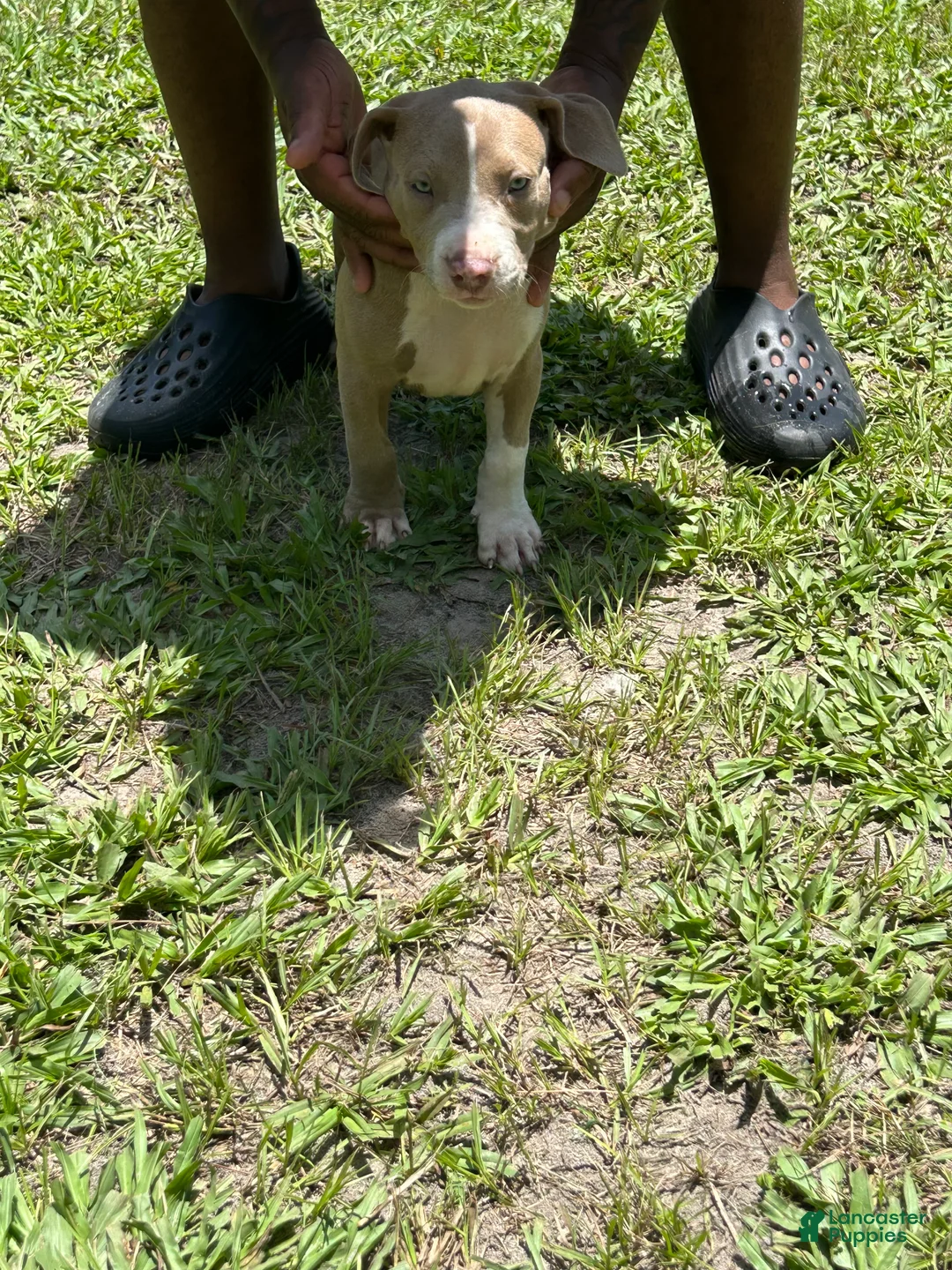 American Pit Bull Terrier dogs for sale: American Pit Bull Terrier 1 - Ad 1