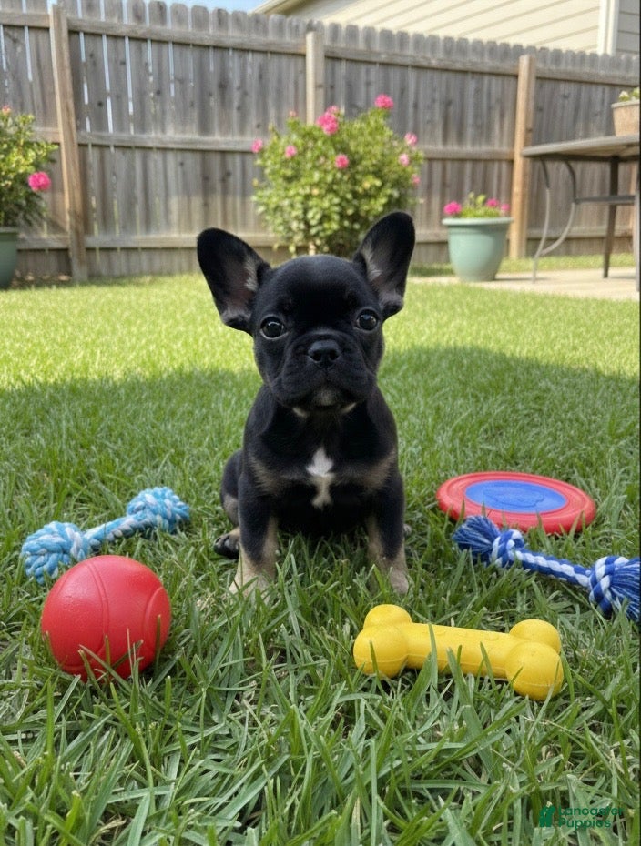 French Bulldog dogs French Bulldog Black & Tan short Hair - Ad 25