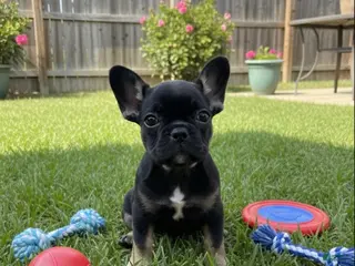 French Bulldog dogs French Bulldog Black & Tan short Hair - Ad 25