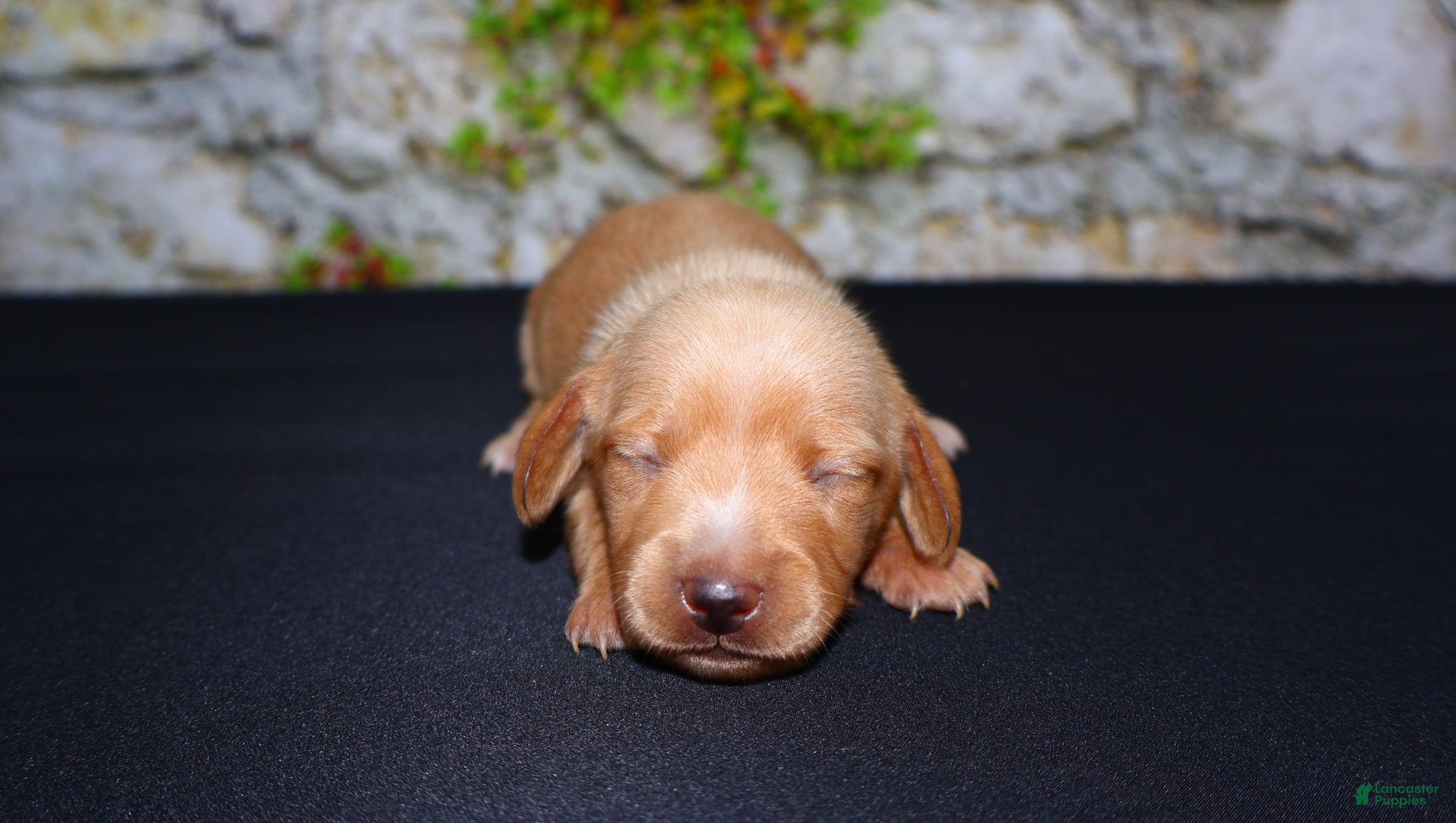 Miniature Dachshund dogs Miniature Dachshund Puppy 5 - Ad 2