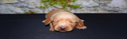 Miniature Dachshund dogs for sale: Miniature Dachshund Puppy 5 - Ad 2