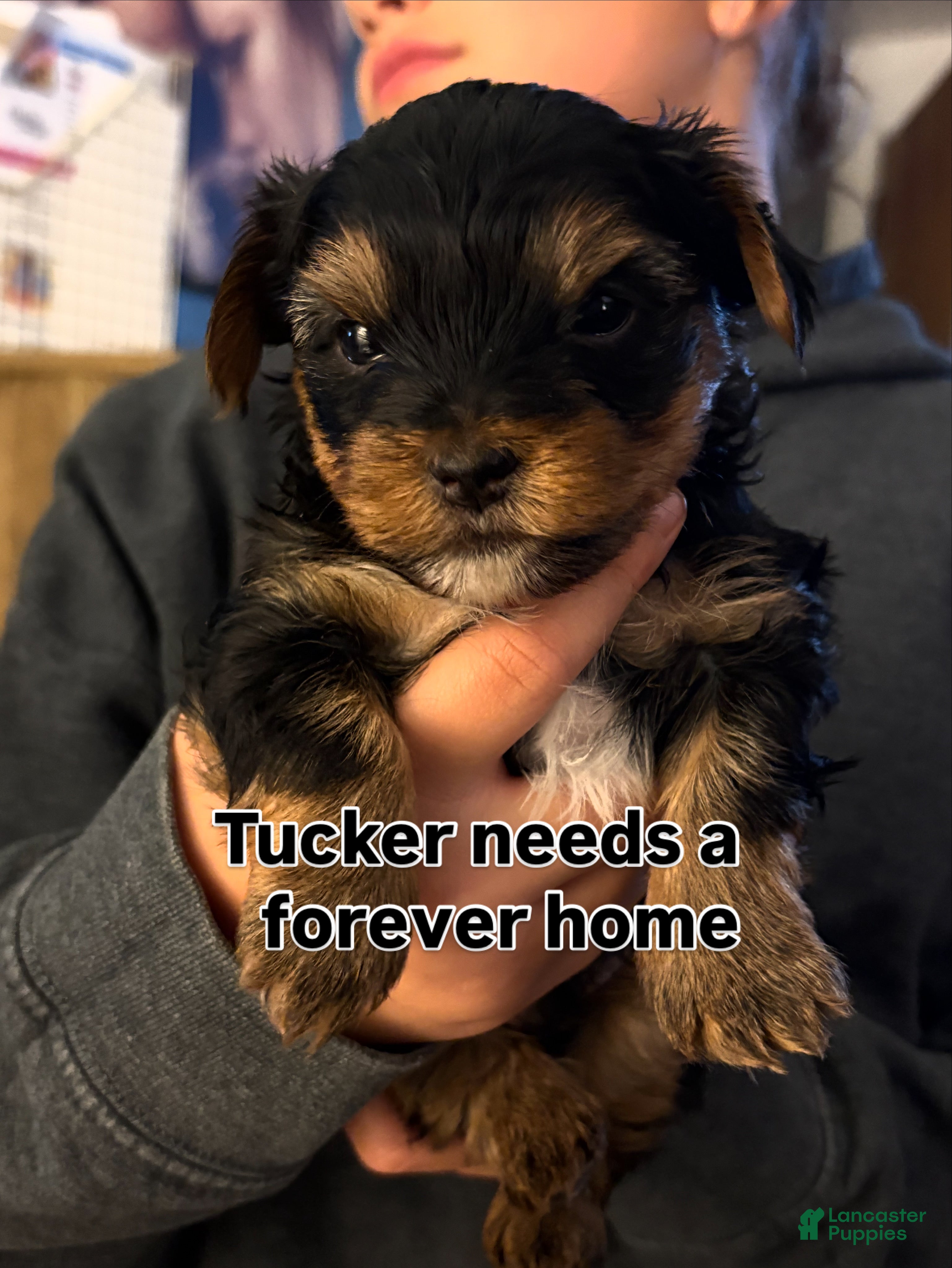 Yorkshire Terrier dogs  Puppy 1 - Ad 11