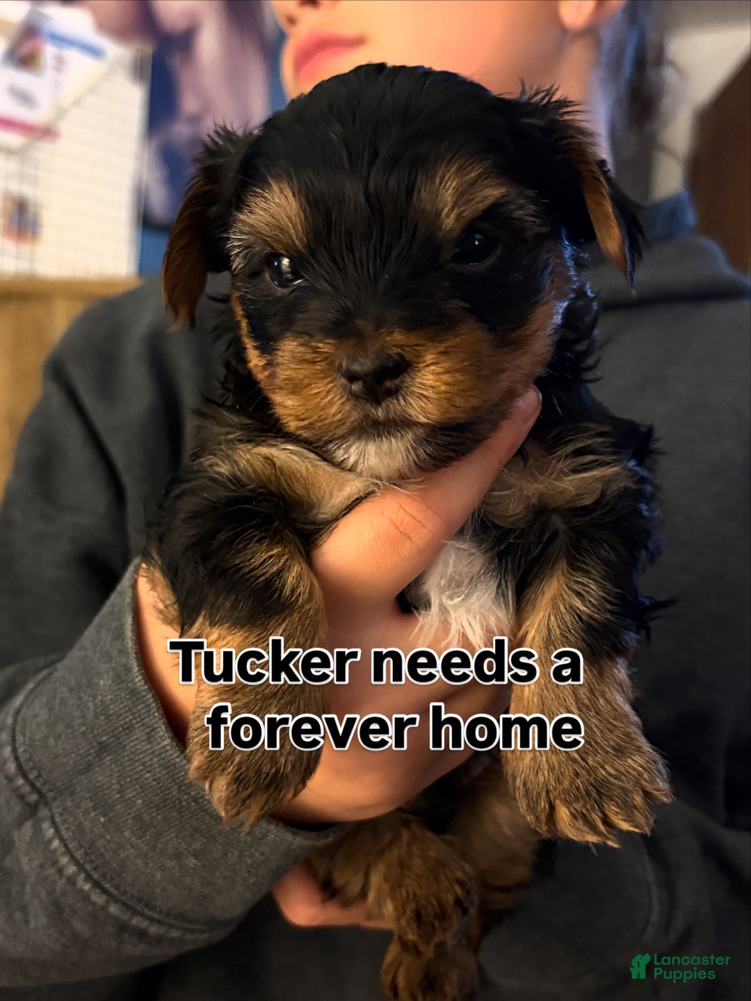Yorkshire Terrier dogs for sale:  Puppy 1 - Ad 1