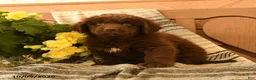 Newfoundland dogs for sale: Marshmallow - Ad 1