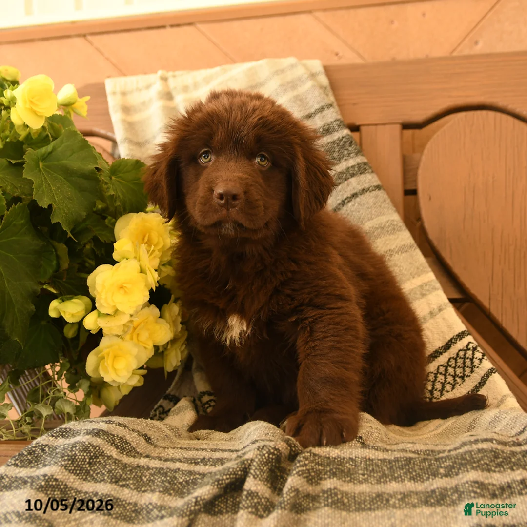 Newfoundland dogs for sale: Marshmallow - Ad 1