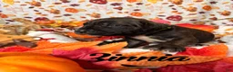 Cane Corso dogs for sale: Zinnia  - Ad 1