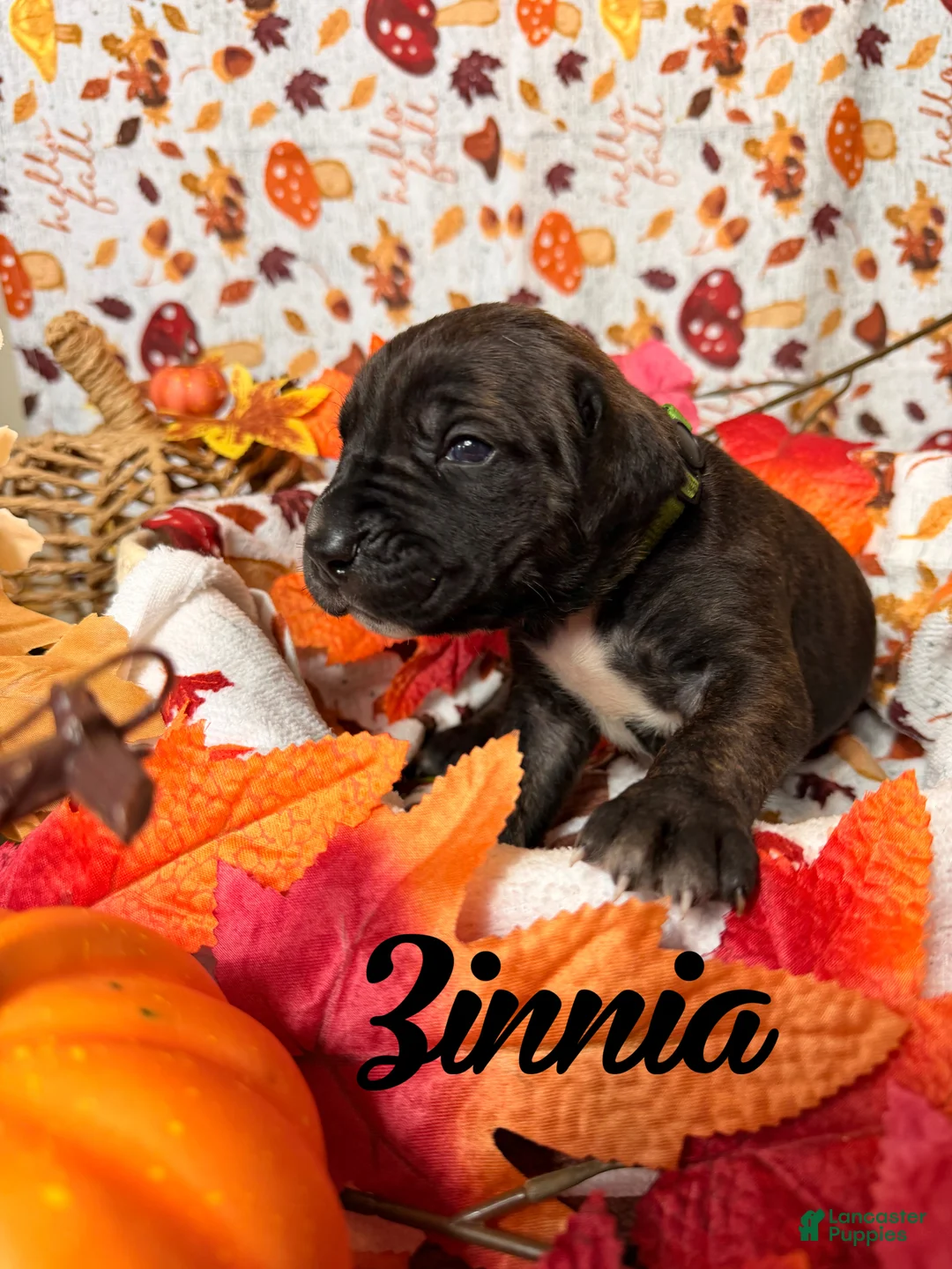 Cane Corso dogs for sale: Zinnia  - Ad 1