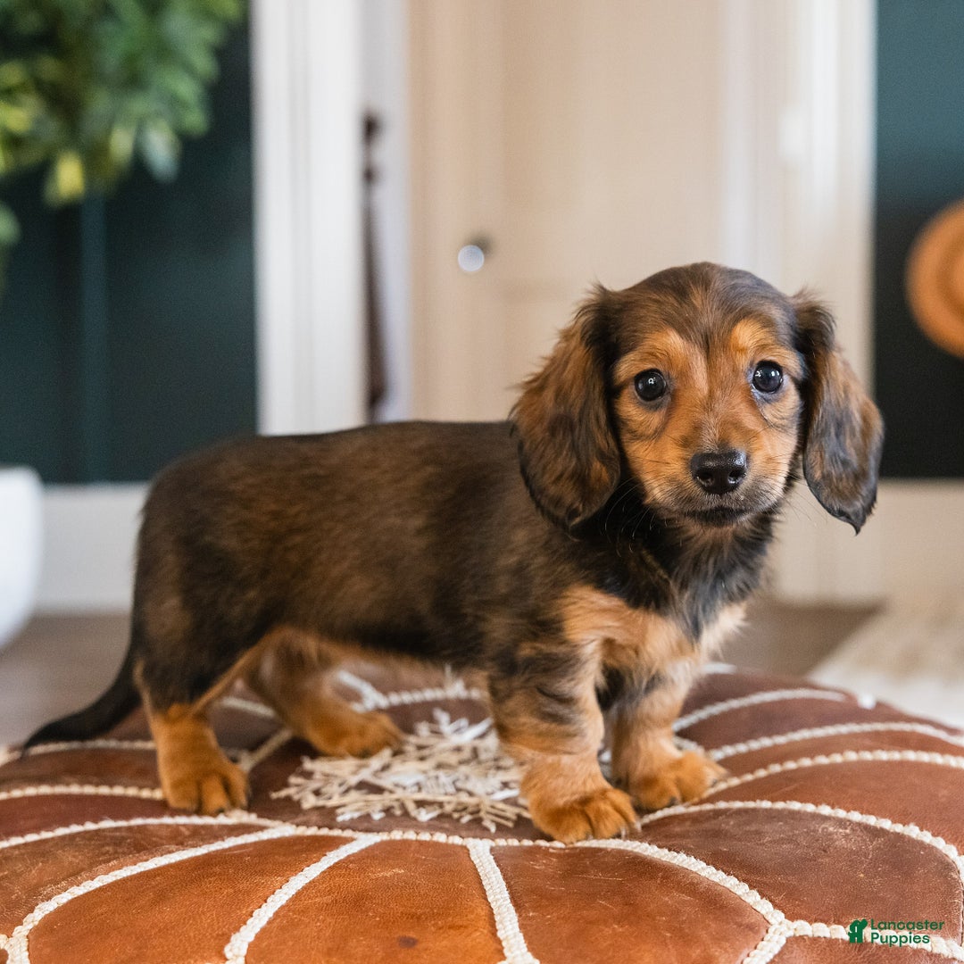 Dachshund dogs for sale: Muffin - CHRISTMAS PUPPY! - Ad 1