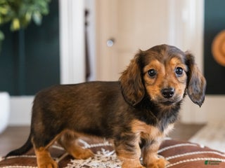 Dachshund dogs Muffin - CHRISTMAS PUPPY! - Ad 4