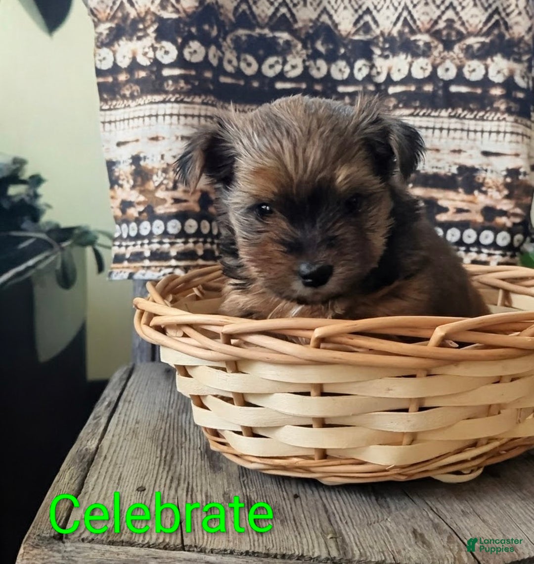 Yorkshire Terrier dogs for sale: Celebrate  - Ad 5