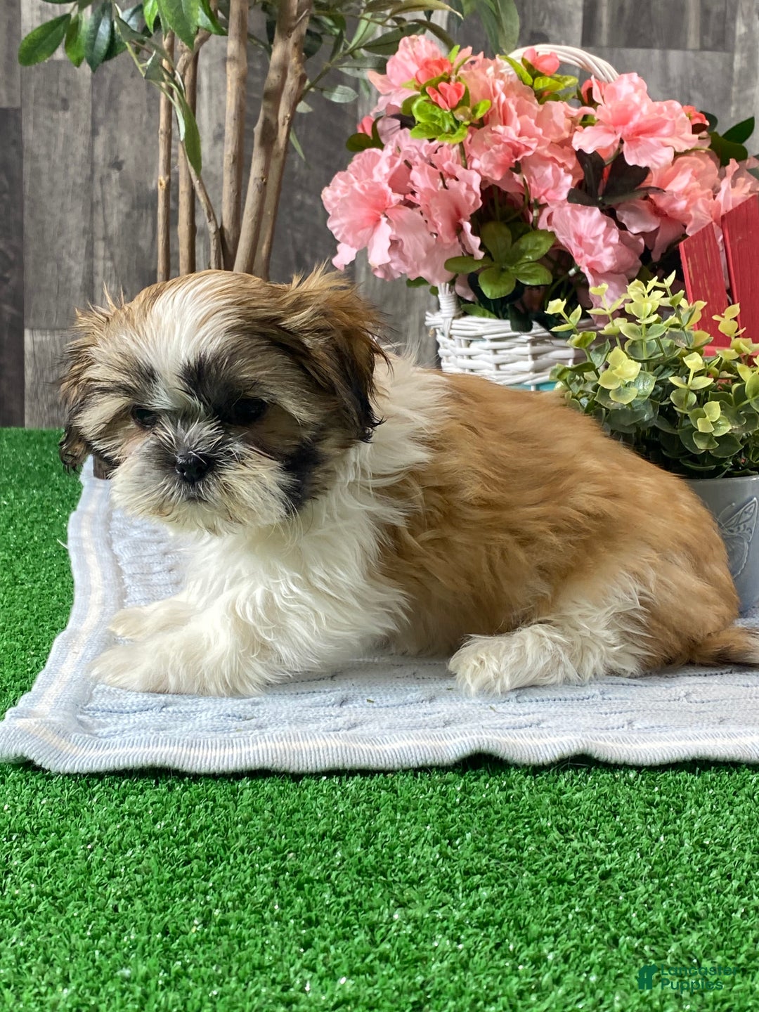 Shih Tzu dogs for sale: Sarge - Ad 3