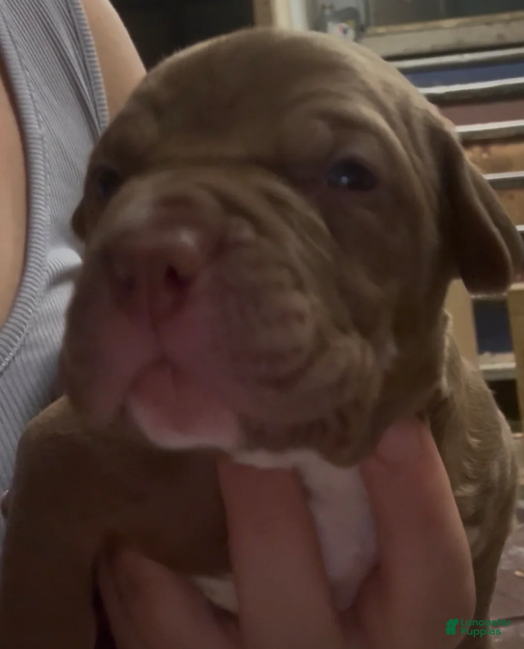 American Pit Bull Terrier dogs for sale: Dallas - Ad 1