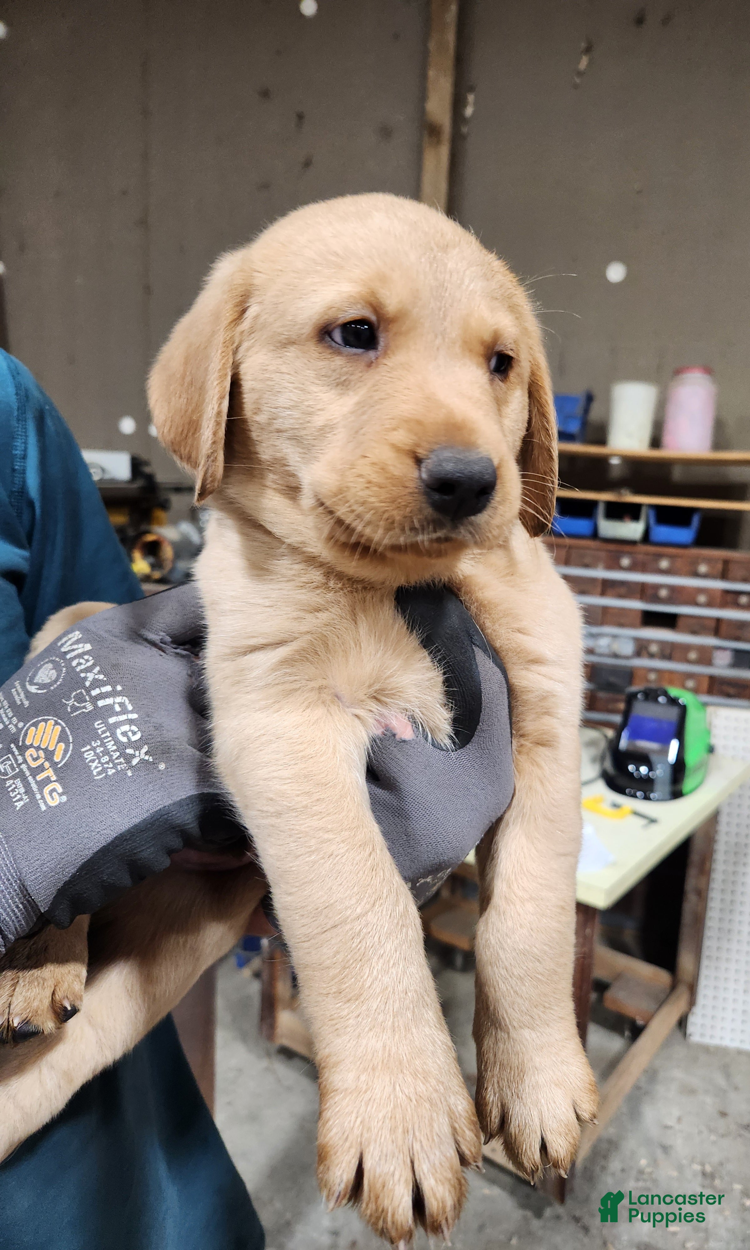 Goldador dogs Goldador Puppy light blue - Ad 5