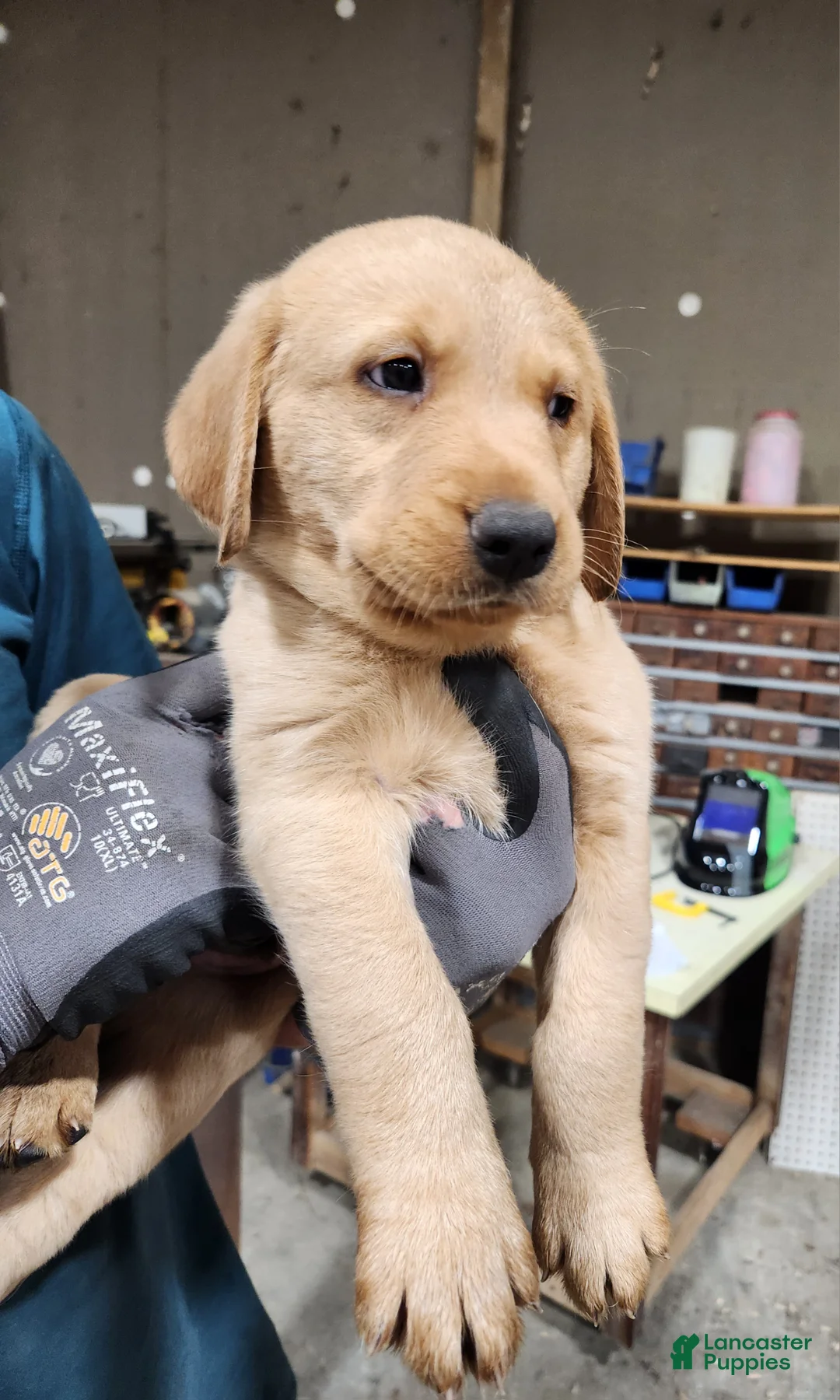 Goldador dogs for sale: Goldador Puppy light blue - Ad 1