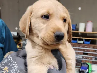 Goldador dogs Goldador Puppy light blue - Ad 10