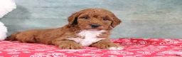 Mini Goldendoodle dogs for sale: Dixie - Ad 4