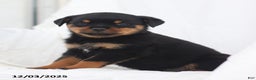 Rottweiler dogs for sale: Kinza - Ad 3