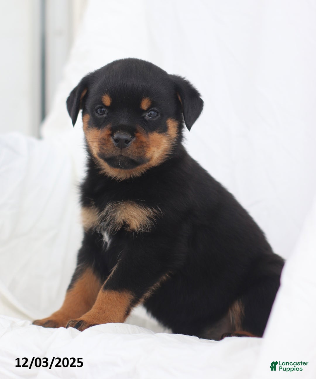 Rottweiler dogs for sale: Kinza - Ad 3