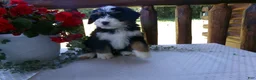 Mini Bernedoodle dogs for sale: Bobby - Ad 12