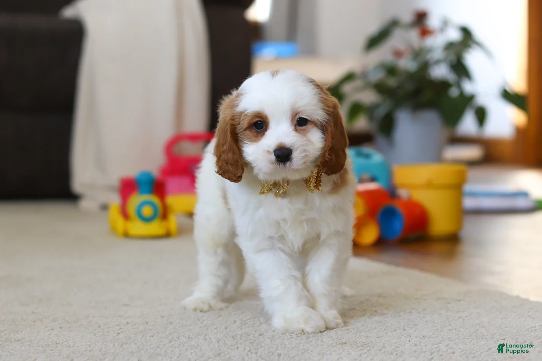 Cavapoo dogs for sale: Ace - Ad 4