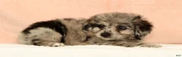 Mini Aussiedoodle dogs for sale: Moose - Ad 5