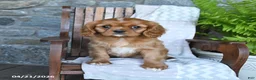 Cavalier King Charles Spaniel dogs for sale: Bambi - Ad 4