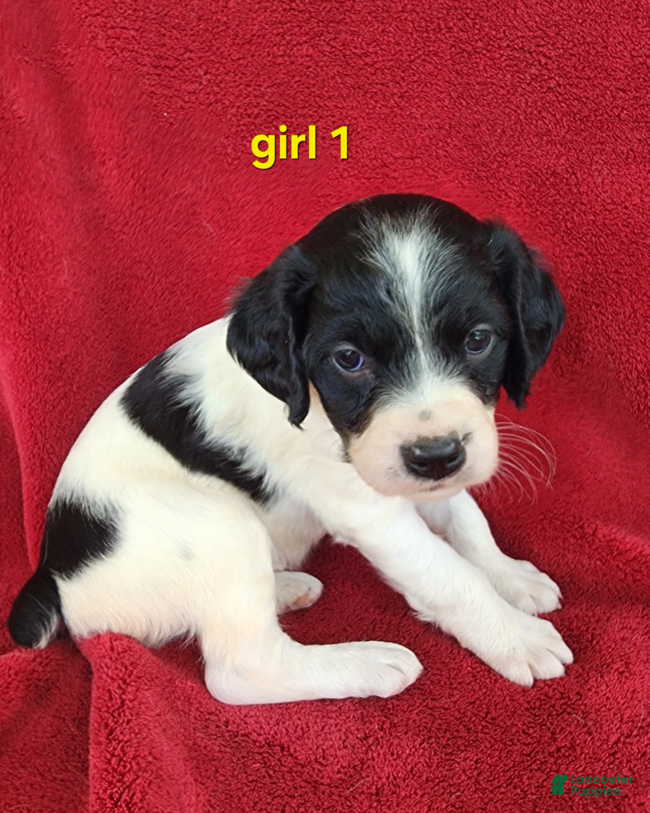 Brittany Spaniel dogs French Brittany girl 1 - Ad 1