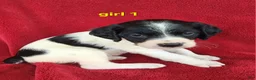 Brittany Spaniel dogs for sale: French Brittany girl 1 - Ad 1