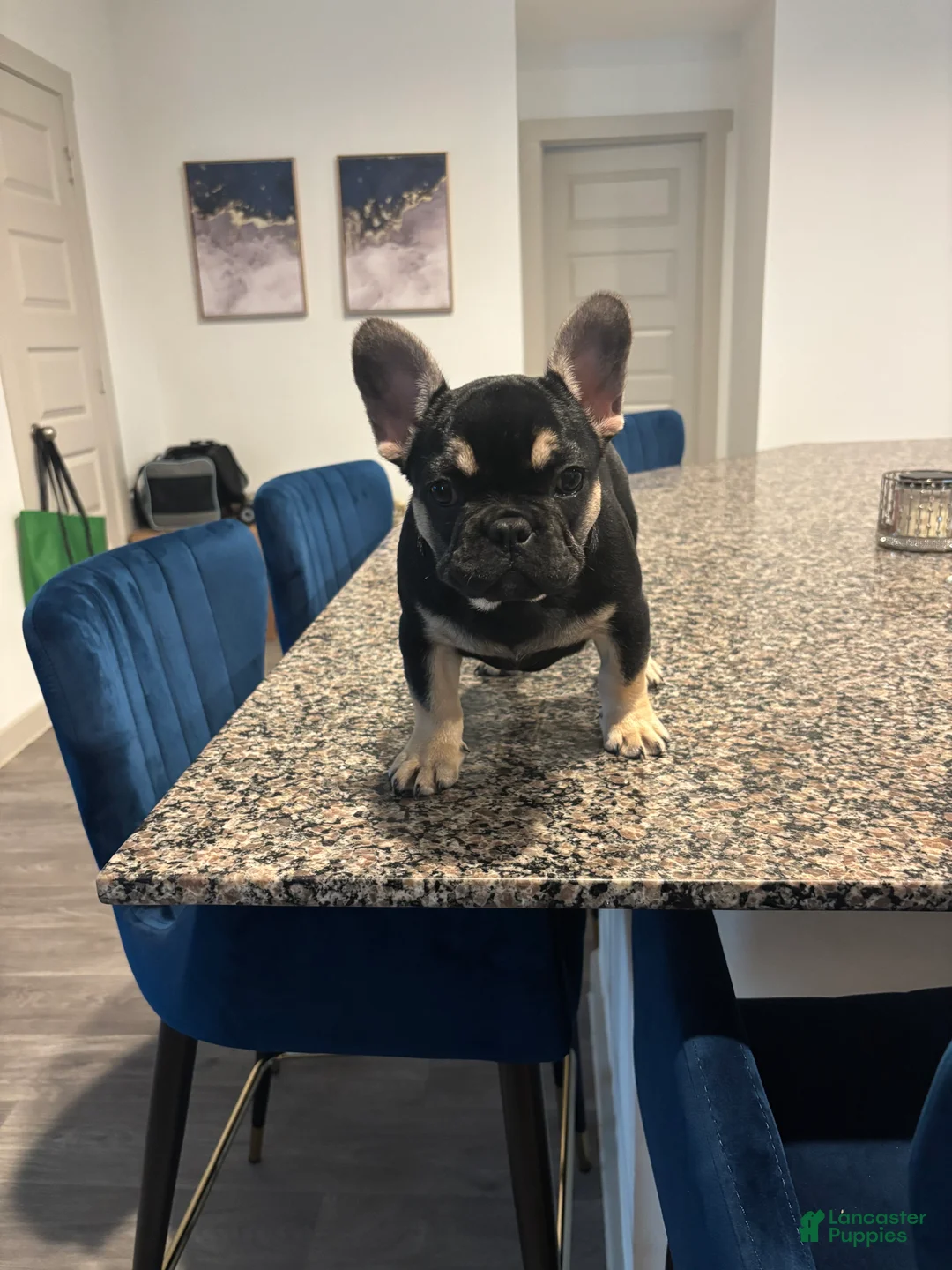 French Bulldog dogs for sale: French Bulldog Puppy 1 - Ad 2