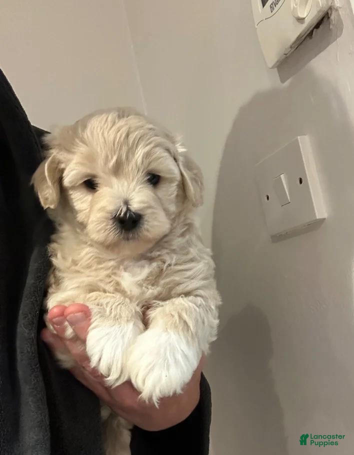 Maltipoo dogs Nora - Ad 22