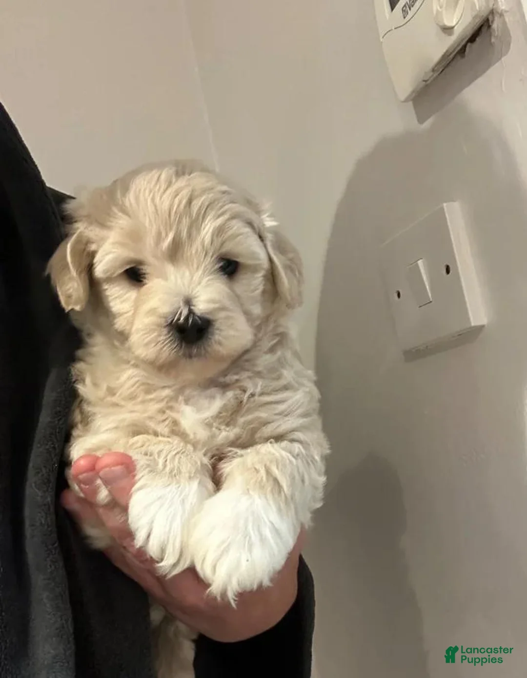 Maltipoo dogs for sale: Nora - Ad 1
