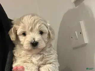 Maltipoo dogs Nora - Ad 22
