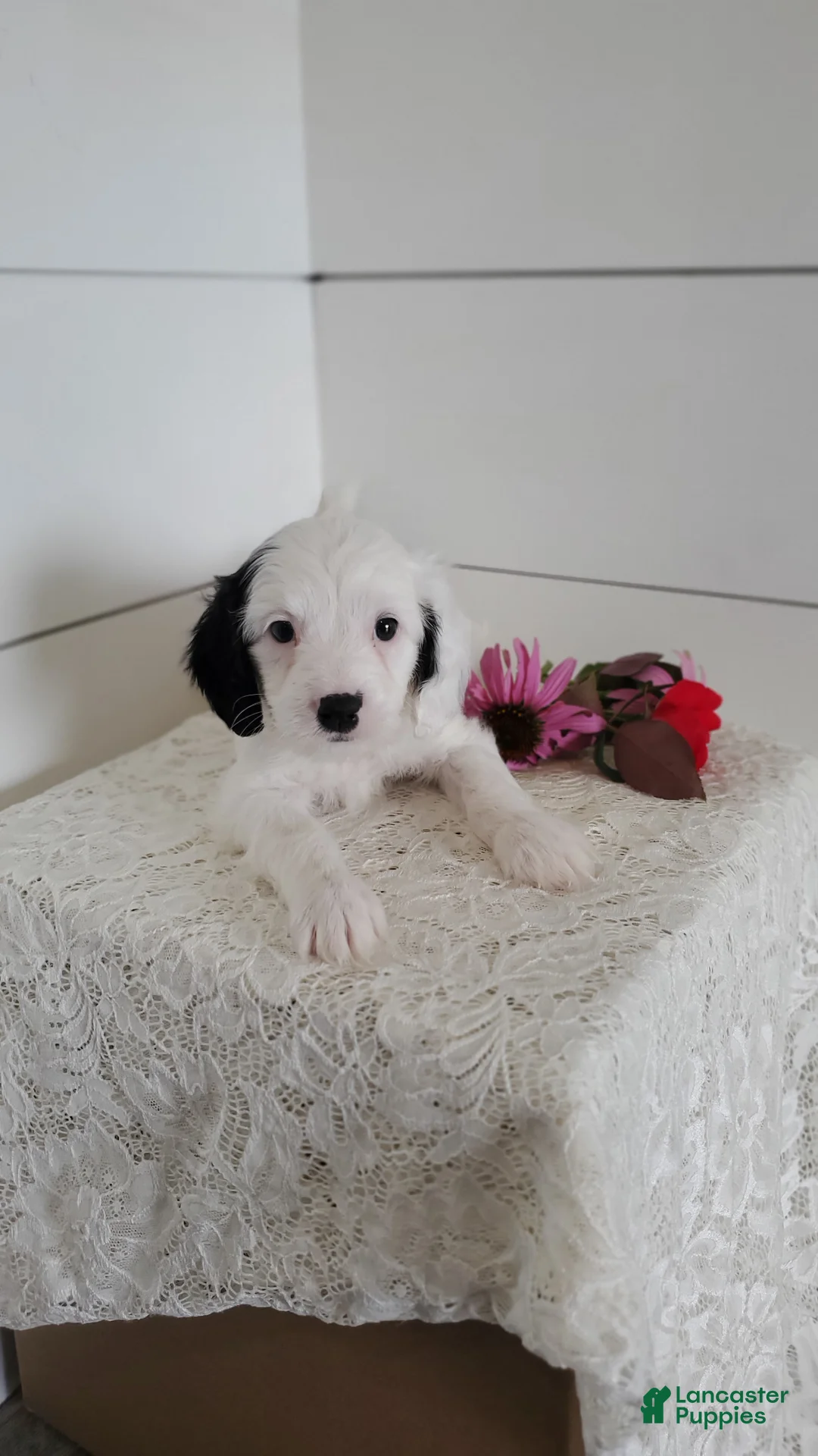 Cavapoo dogs for sale: Oreo - Ad 2