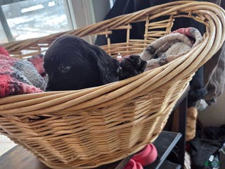 Mixed Breed dogs Labrador/Cocker Spaniel - Ad 36