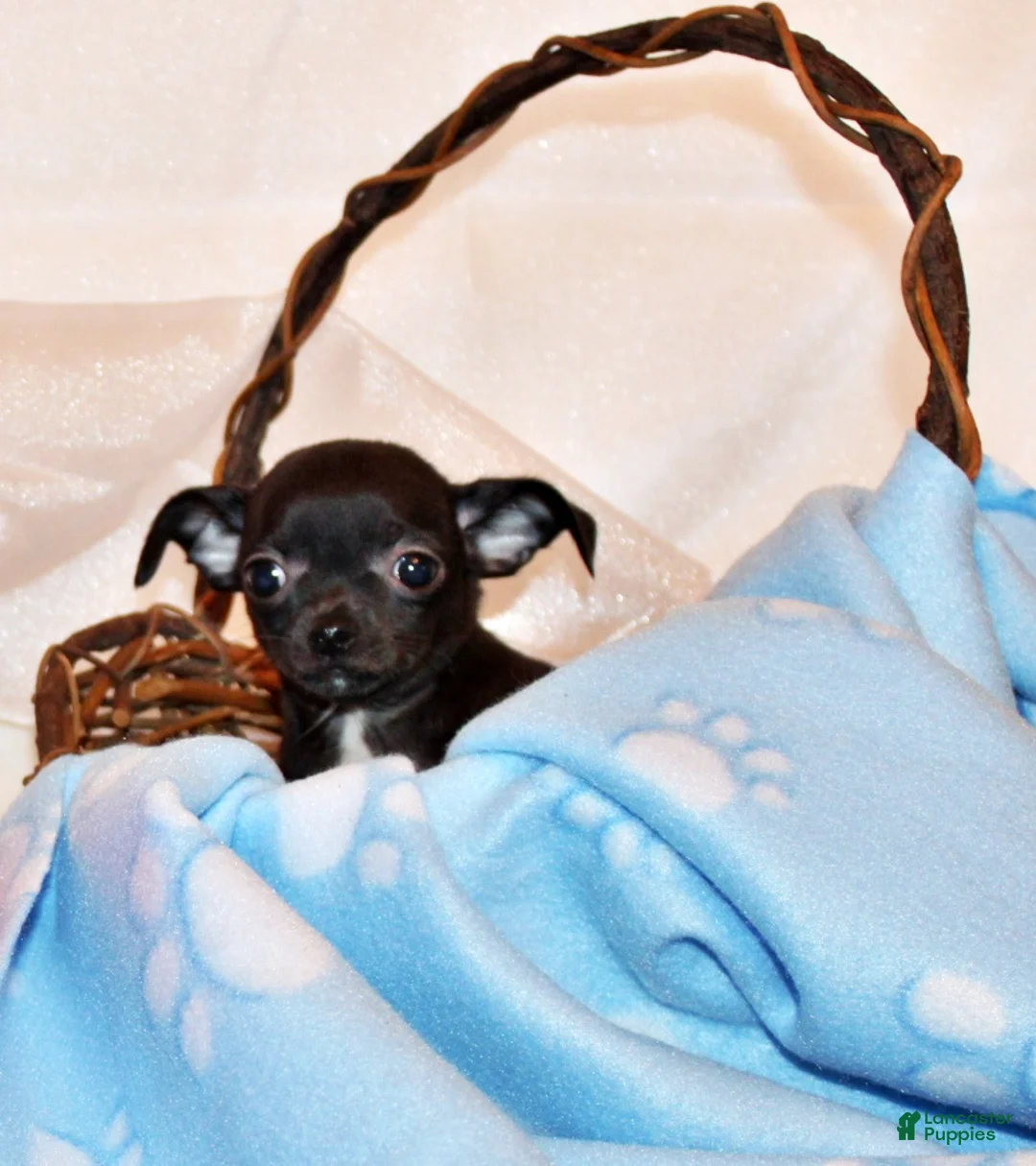 Chihuahua dogs for sale: Kincaid - Ad 2