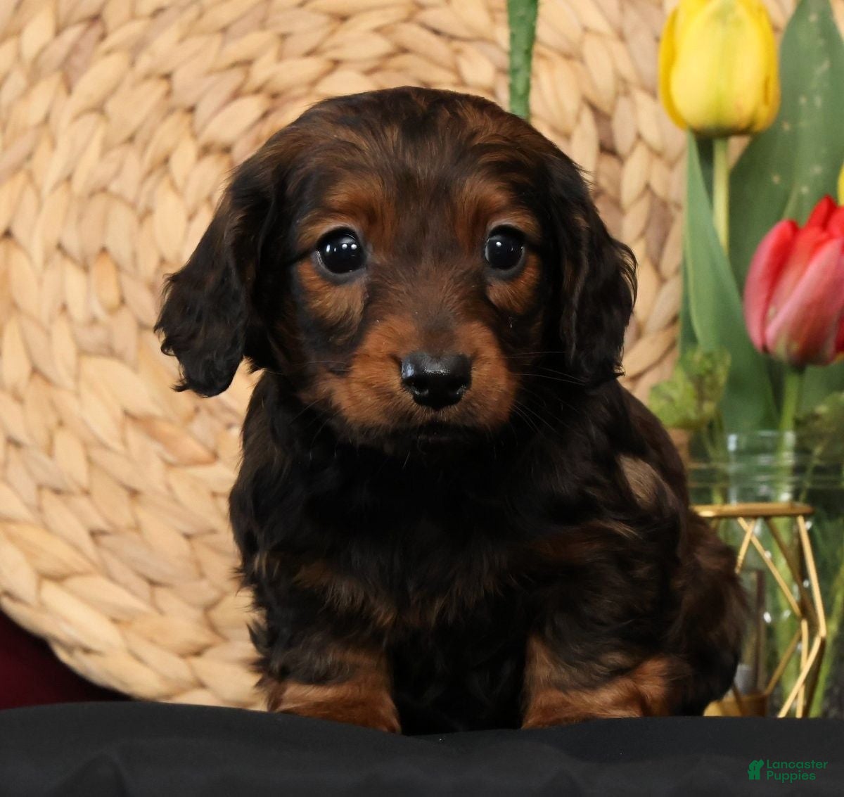 Miniature Dachshund dogs Niles - Ad 1