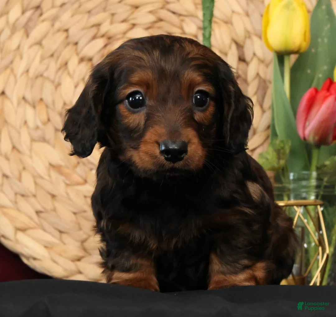 Miniature Dachshund dogs for sale: Niles - Ad 1