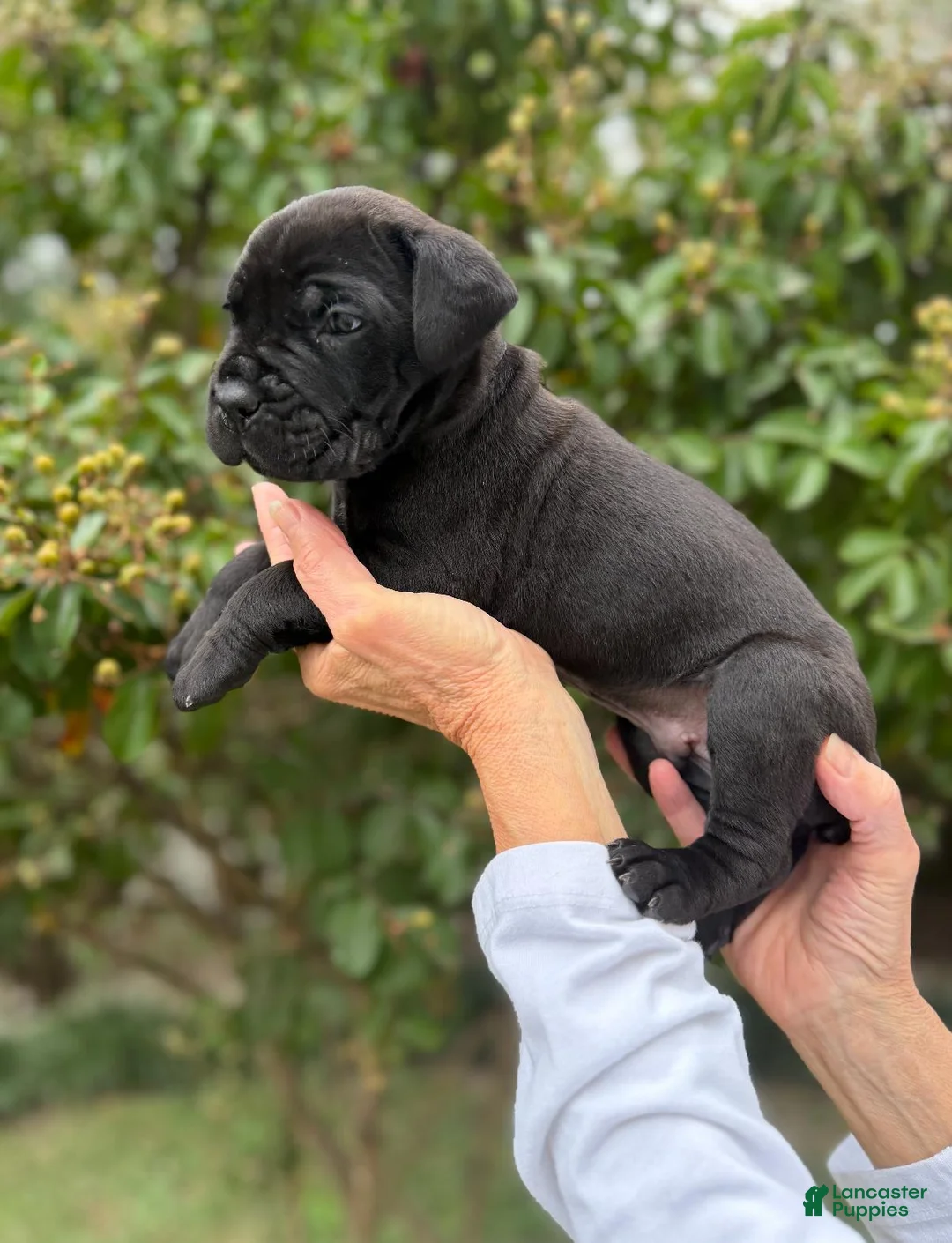Cane Corso dogs for sale: Cane Corso (Black) - Ad 2