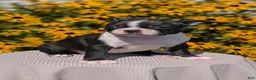 Boston Terrier dogs for sale: Tessa - Ad 8