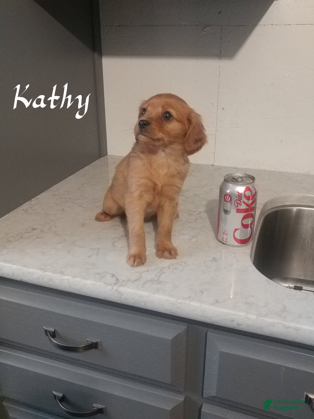 Mixed Breed dogs for sale: Kathy - Ad 3