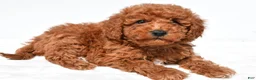 Mini Goldendoodle dogs for sale: Tinker - Ad 1