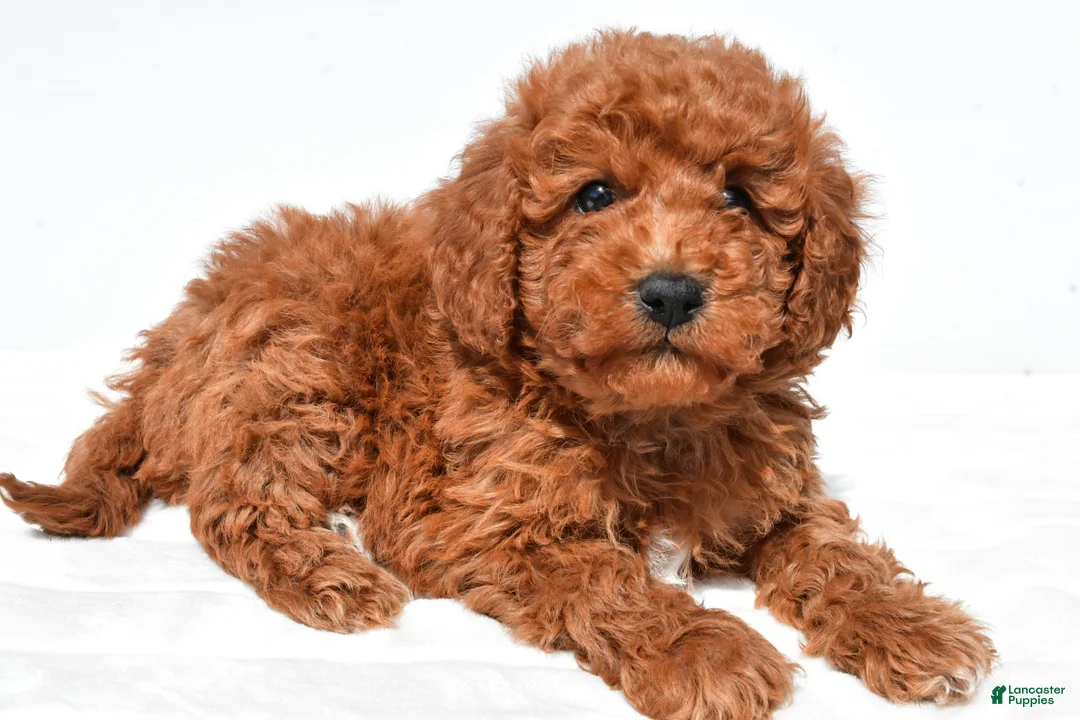 Mini Goldendoodle dogs for sale: Tinker - Ad 1