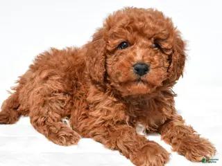 Mini Goldendoodle dogs for sale: Tinker - Ad 2