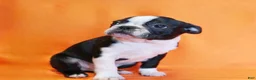 Boston Terrier dogs for sale: Riley - Ad 3