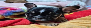 French Bulldog 3