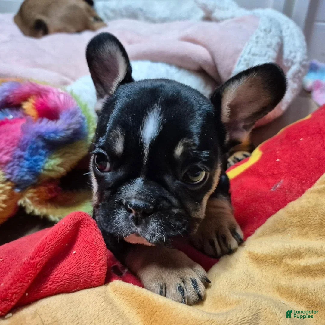 French Bulldog dogs for sale: French Bulldog 3 - Ad 1