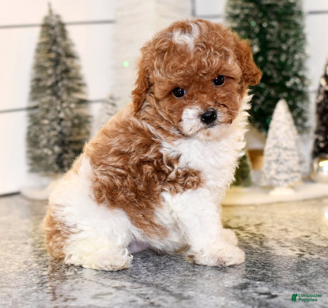 Toy Poodle dogs for sale: Queenie - Ad 3