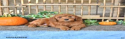 Mini Goldendoodle dogs for sale: Benny - Ad 1