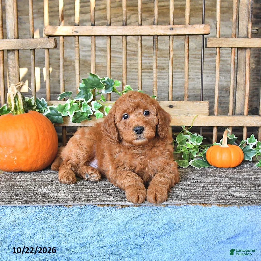 Mini Goldendoodle dogs for sale: Benny - Ad 1