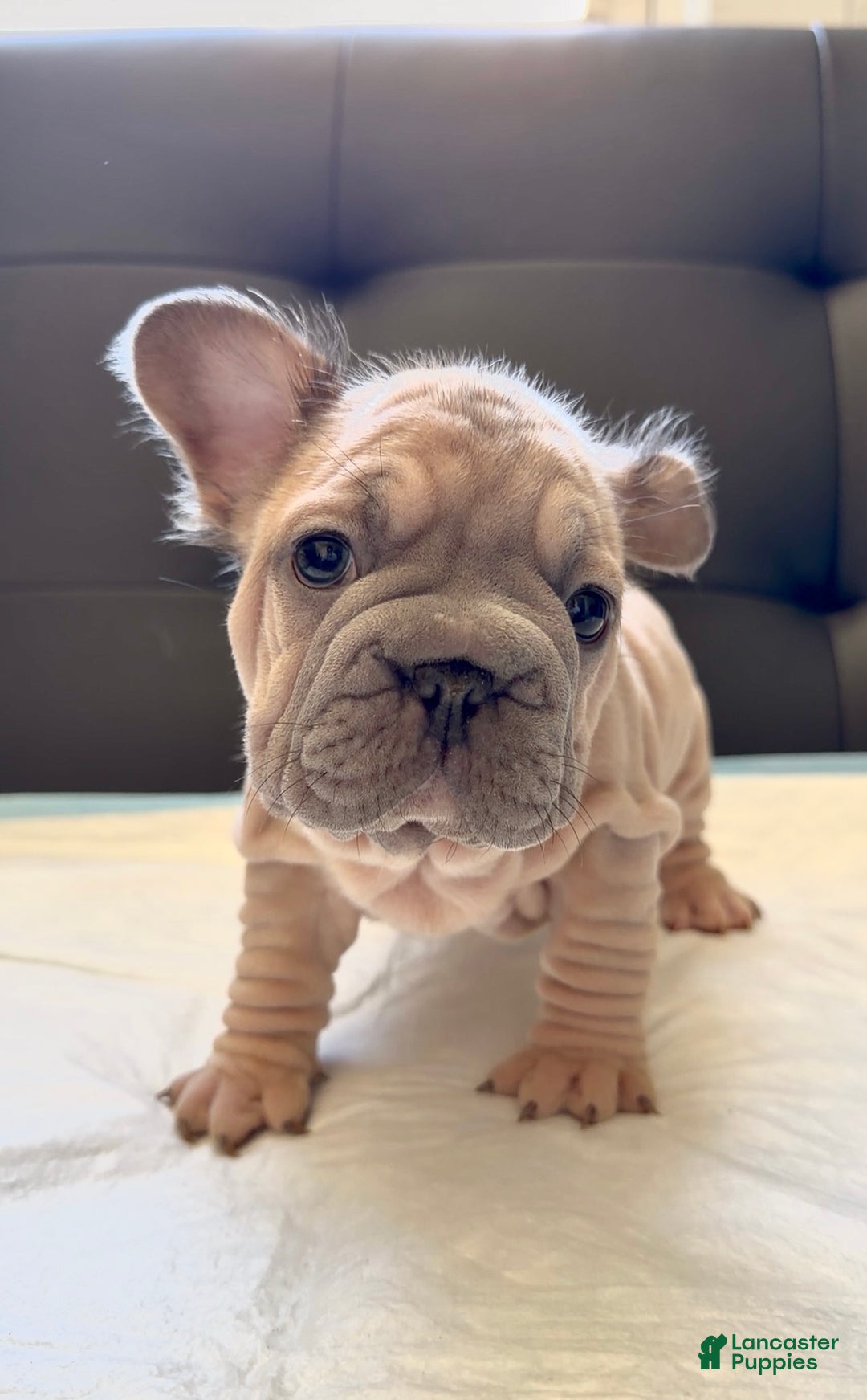 French Bulldog dogs for sale: French Bulldog Puppy 4 - Ad 2